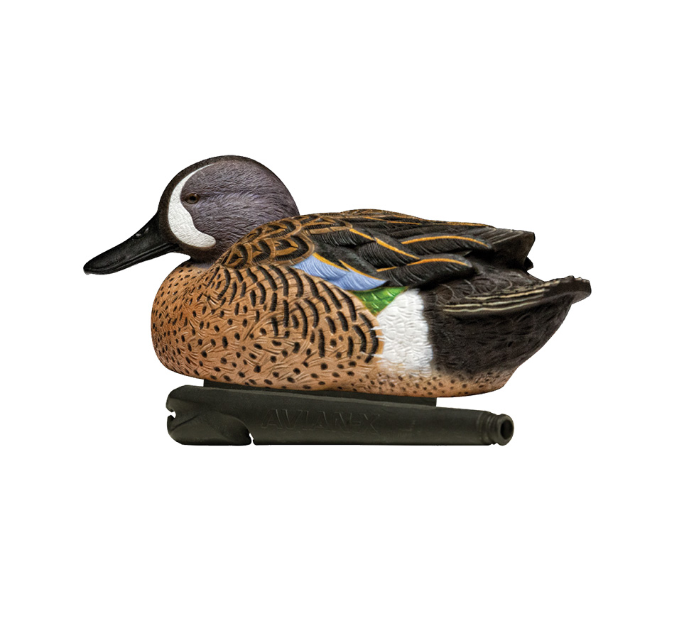 Topflight Blue-Winged Teal
