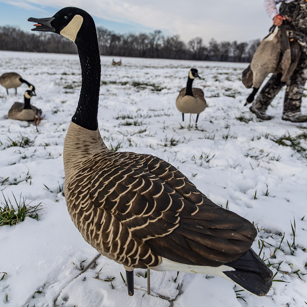 Topflight Honkers
