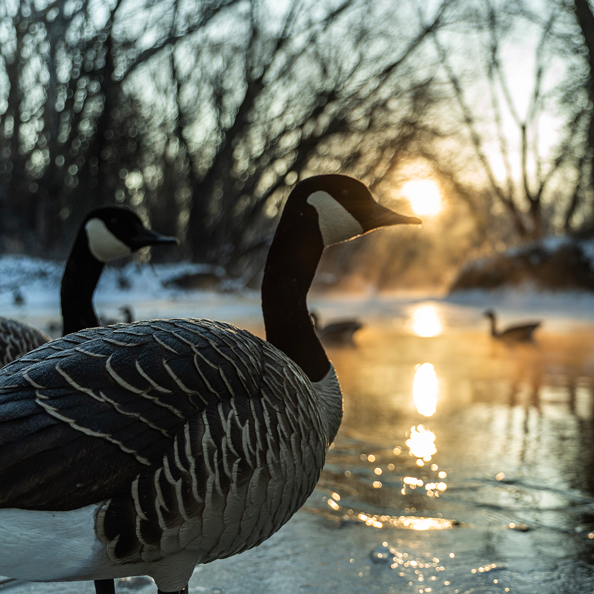 Topflight Honkers