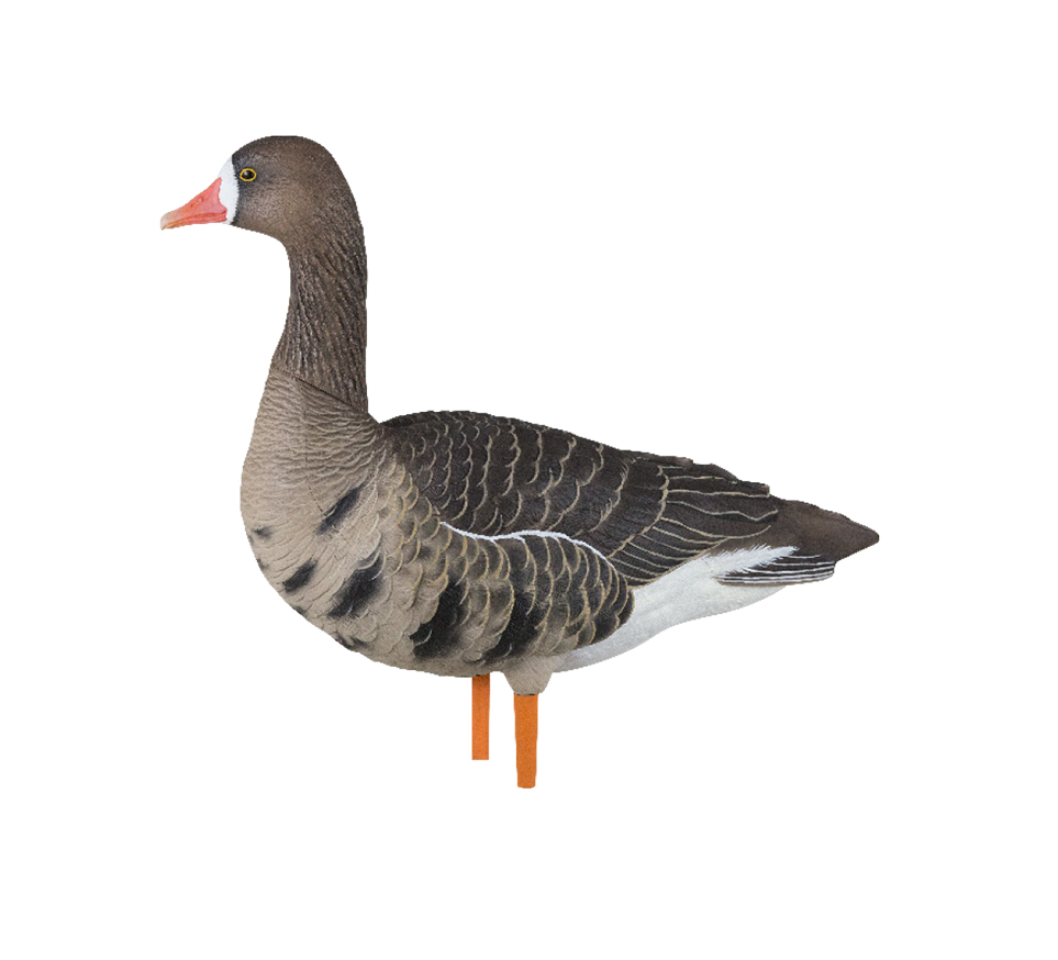 AXP Specklebelly: Fusion Pack | Avian-X | Shop