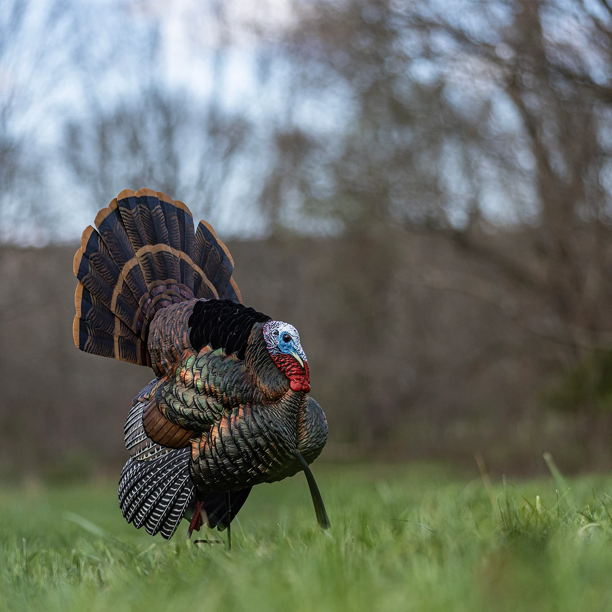 HDR Strutter