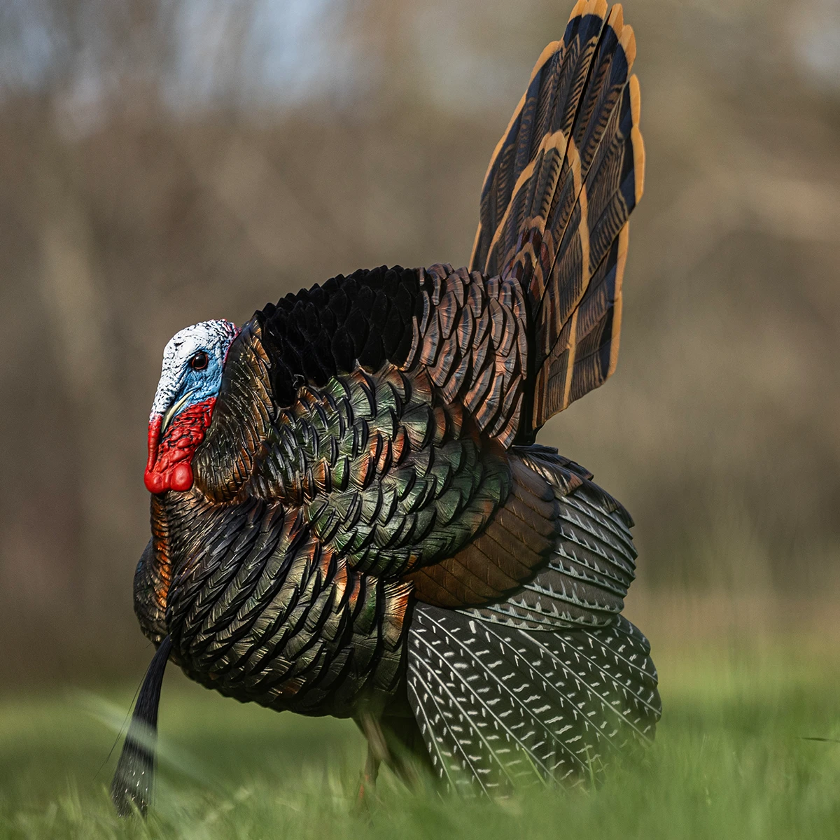 貴重！THE LIFE OF BIRDS 吹替有り セット Avian-X | Heavy-Duty Realism Decoys | HDR Strutter