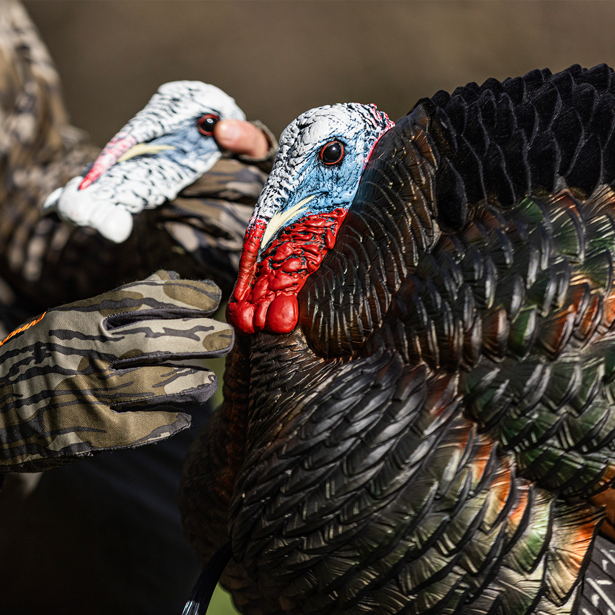 HDR Strutter