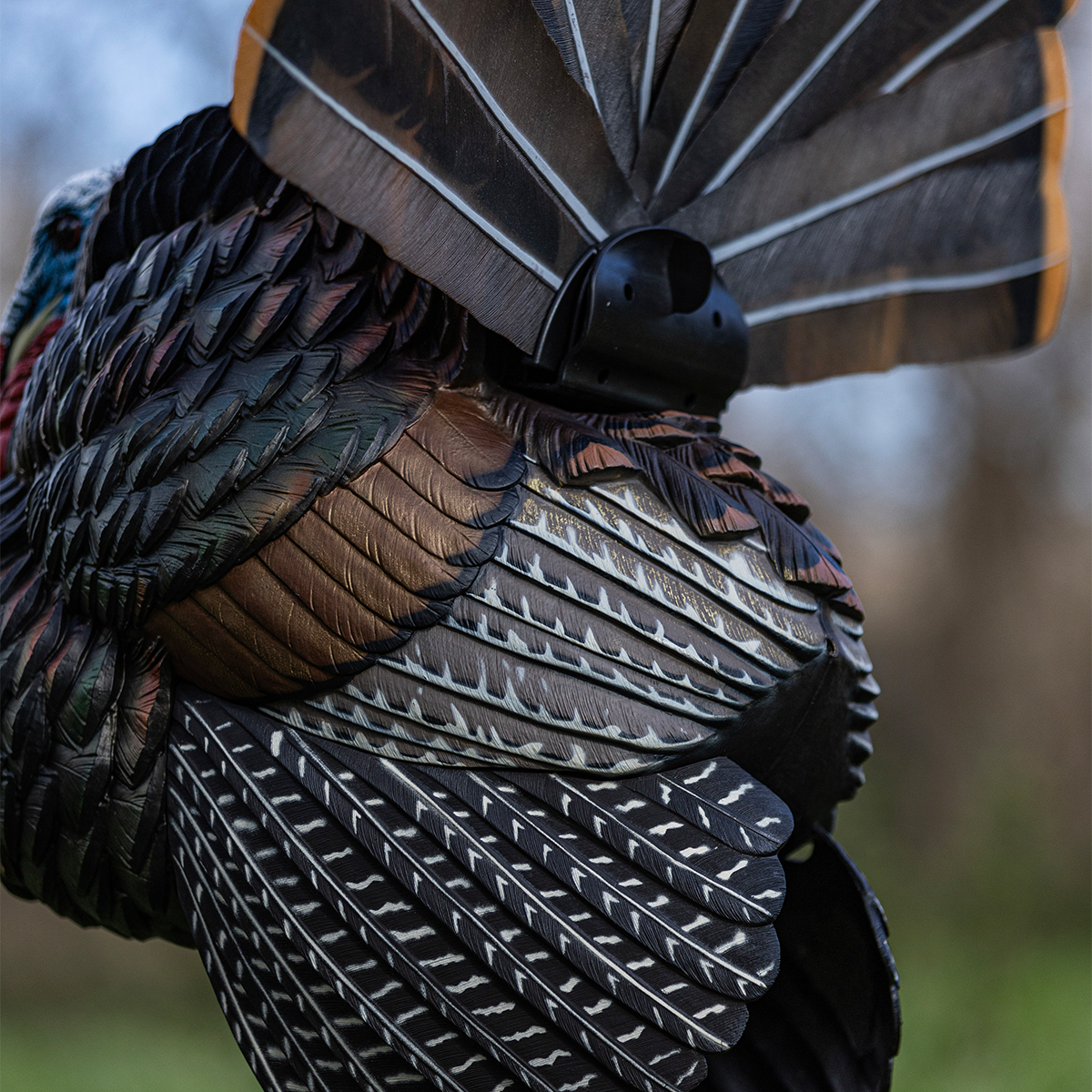 HDR Strutter