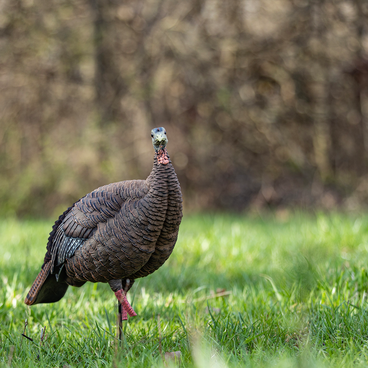 HDR Hen