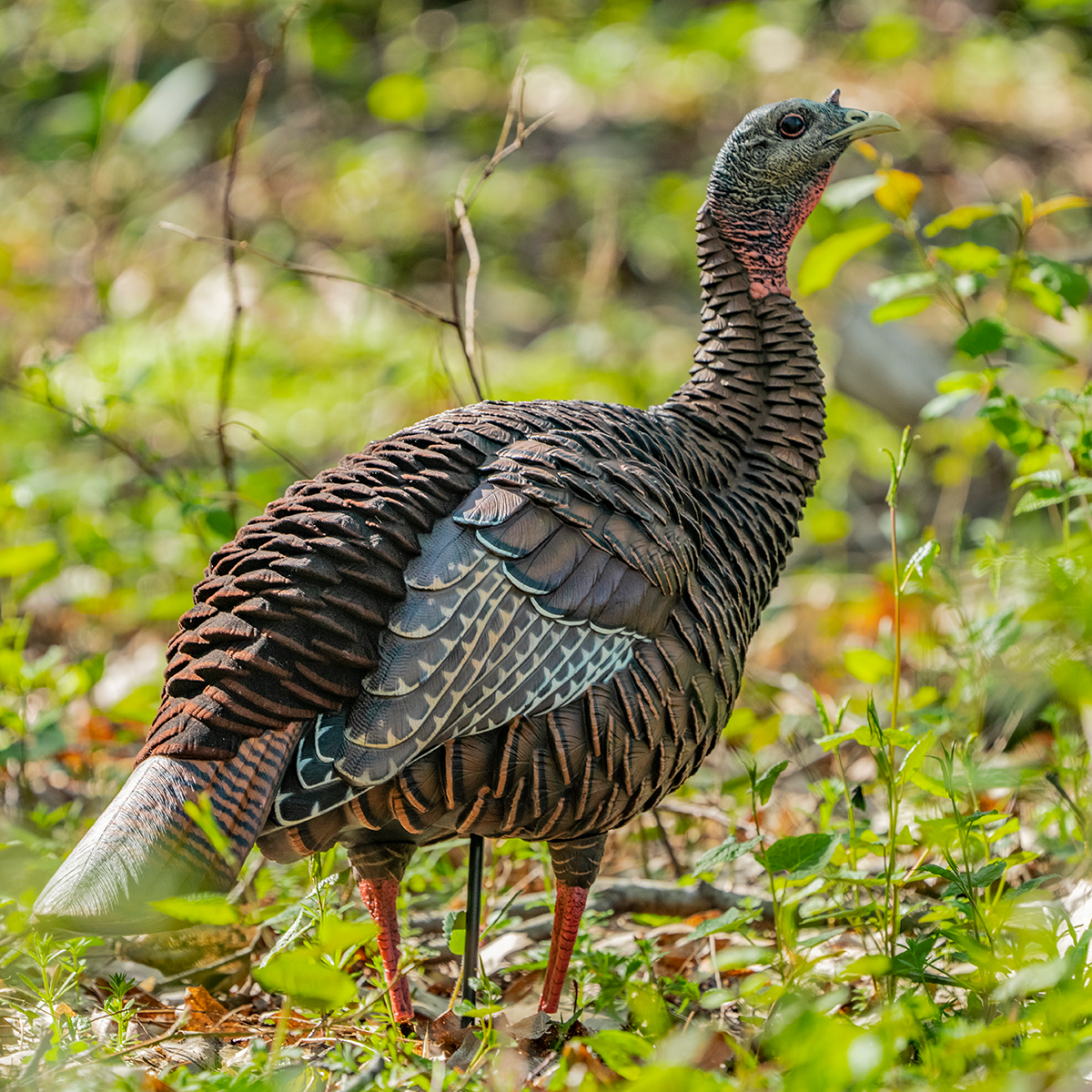 HDR Hen