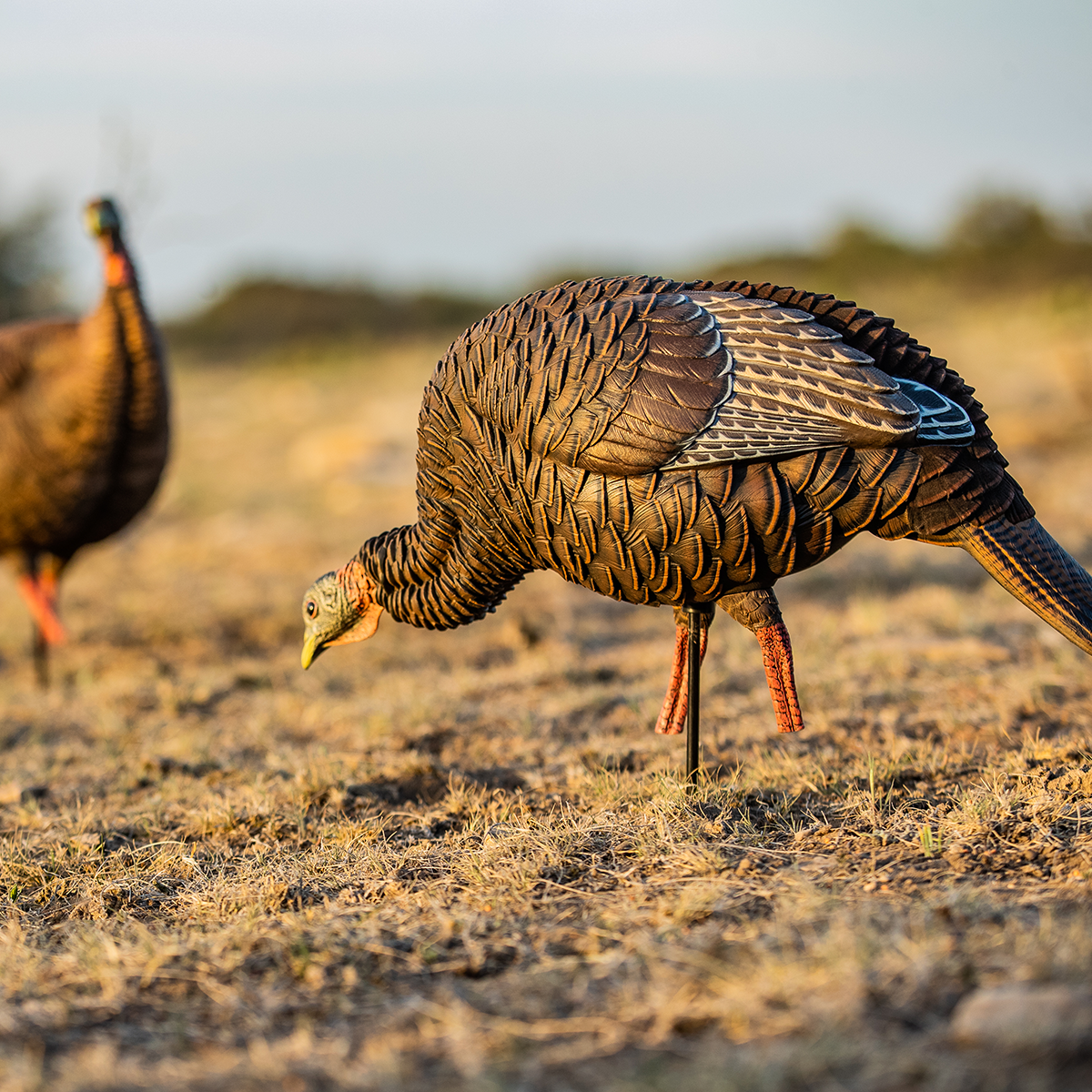 HDR Feeding Hen