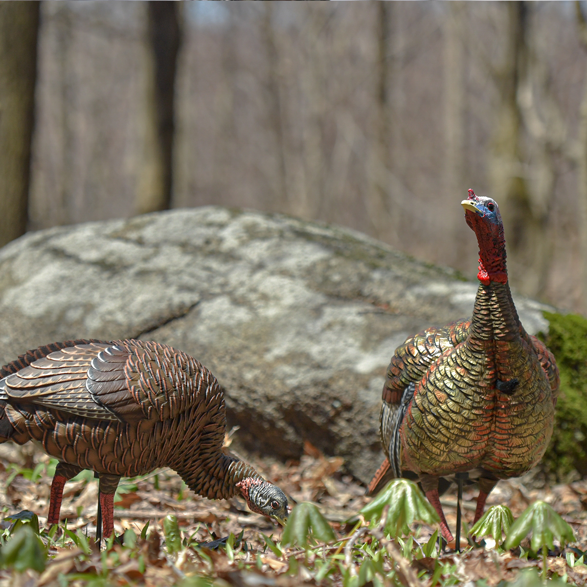 HDR Feeding Hen