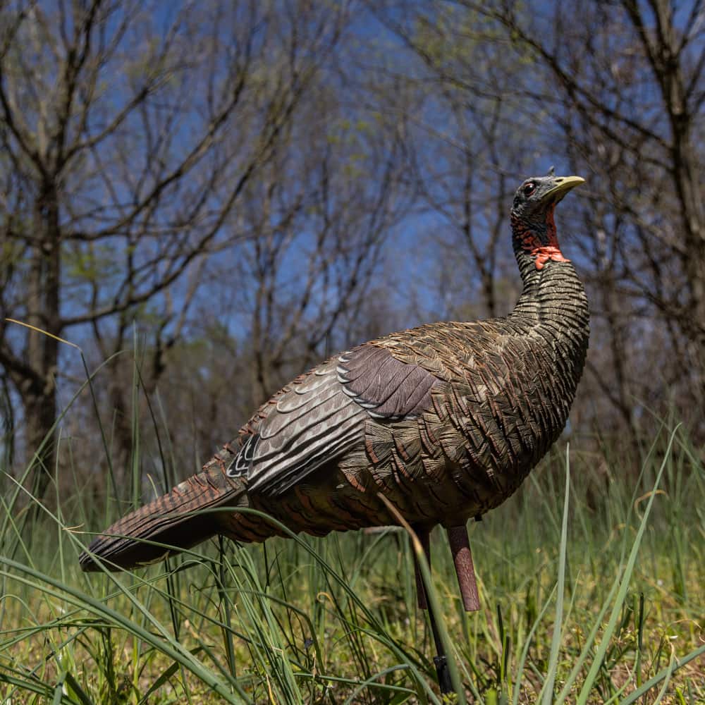 LCD Lookout Hen