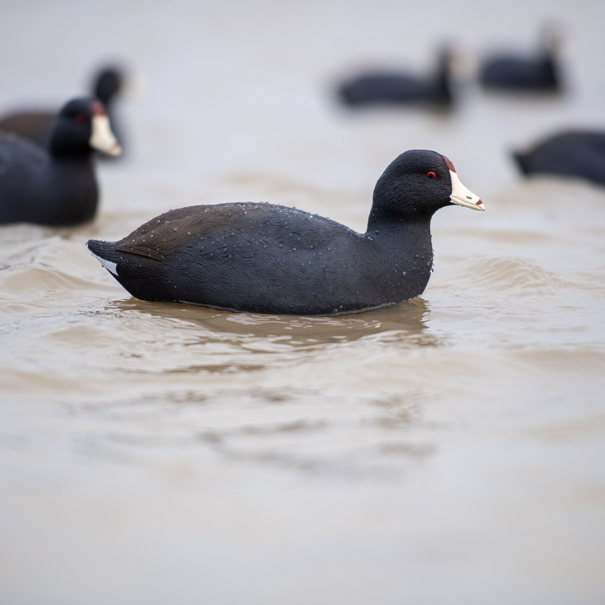 Topflight Coot