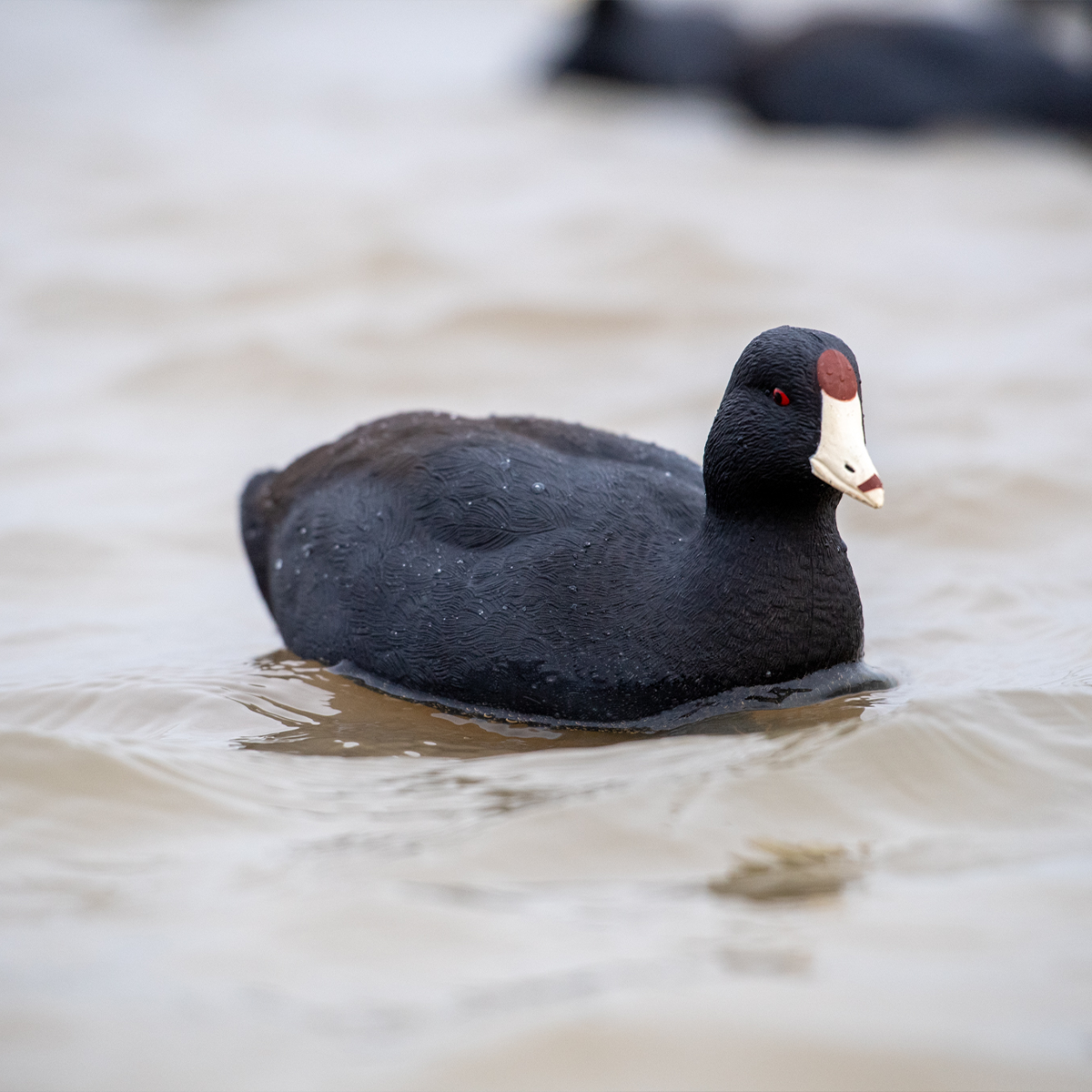 Topflight Coot