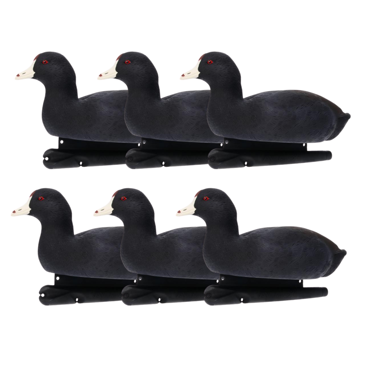 Topflight Coot