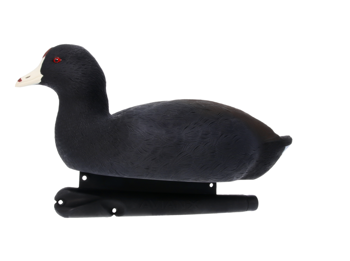 Topflight Coot