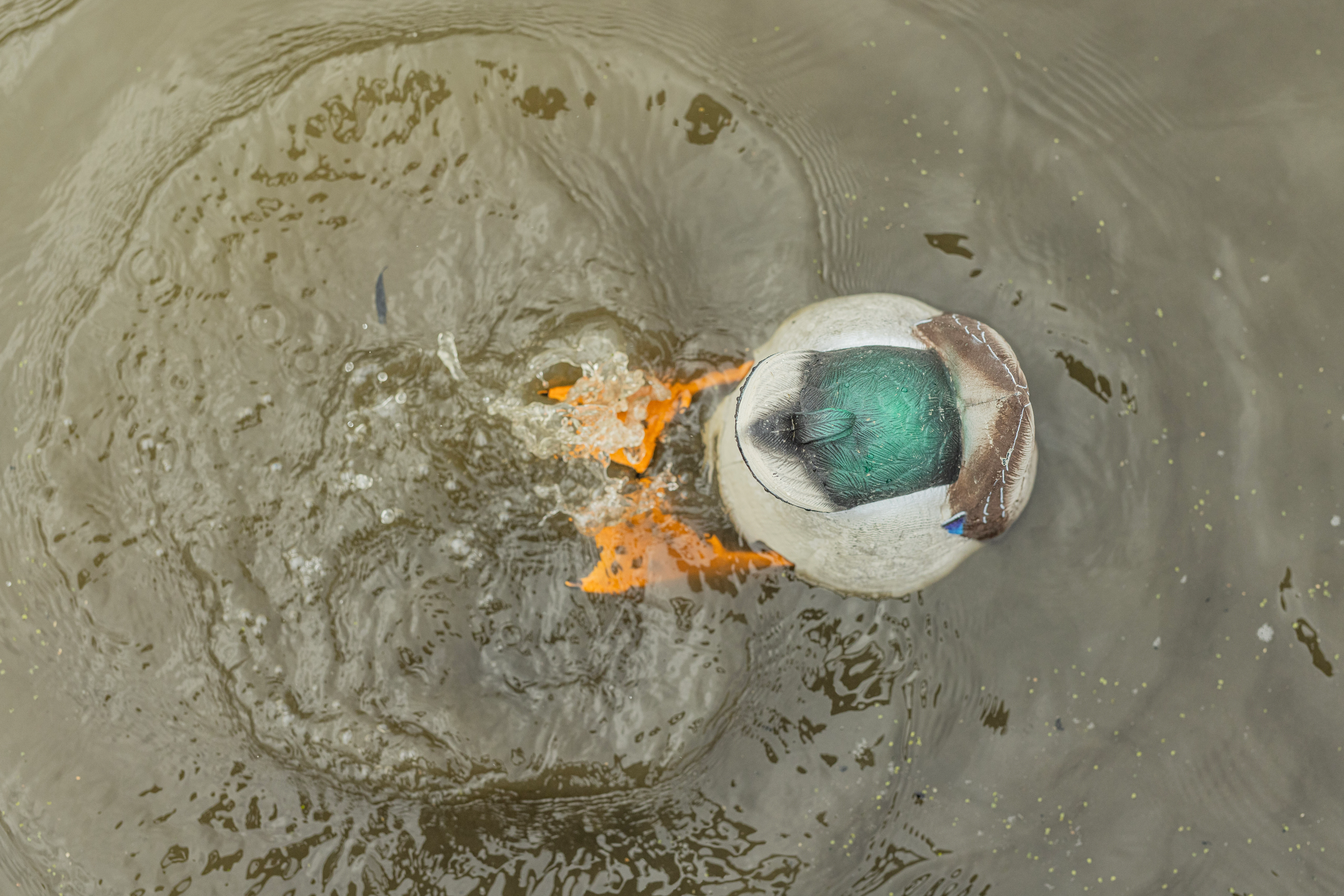 How to Build a Realistic Duck Decoy Spread: When and Where to Add Motion