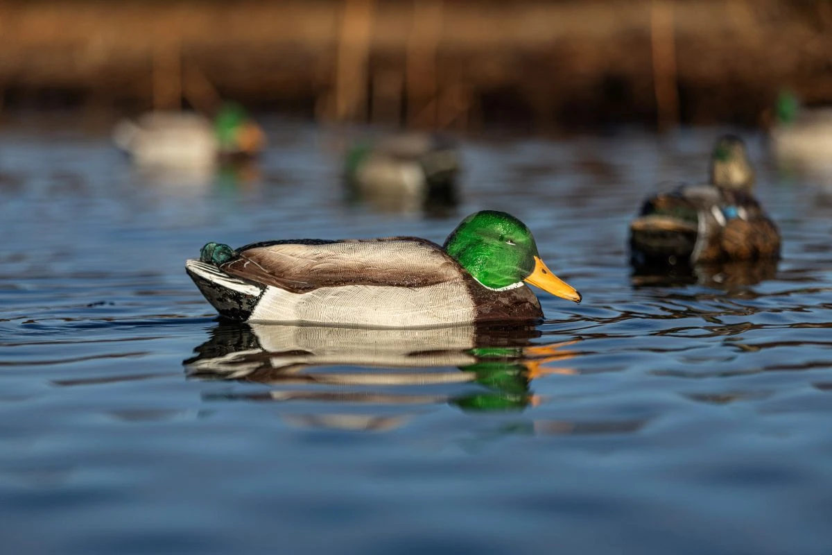 Motion Decoys Explained: What Makes Ducks Commit to a Spread?