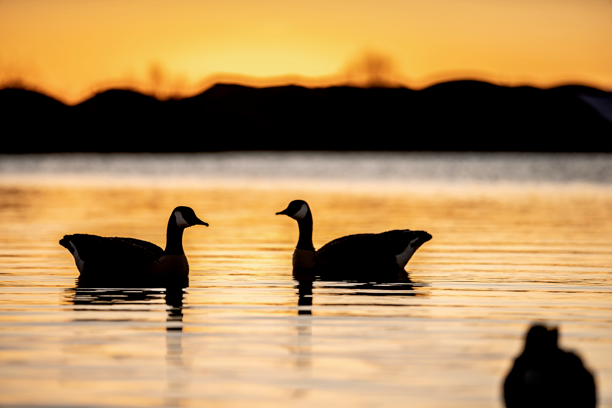 Setting Up the Top 3 Goose Spreads
