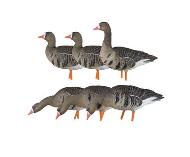 AXF Specklebelly: Fusion Pack | Avian-X | Shop