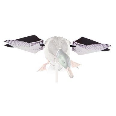 wing parrot LIFEWAVE X49 Amazon.com: LifeWave X49 Patches