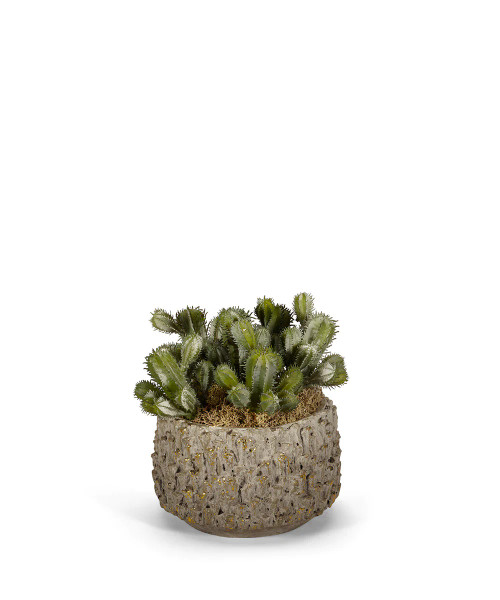 Baby Cactus in Clay Polished Container