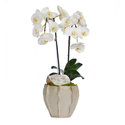 Double Orchid in Blue Finned Pot