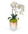 Double Orchid in Champagne Container - White