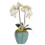 Double Orchid in Blue Finned Pot