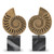 Object Ammonite set of 2 113731