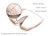 Millennium 60/40 with 1.5â€³ Gusset â€“ Medium