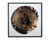 Hazel Trance - 41" X 41" - Charcoal Frame