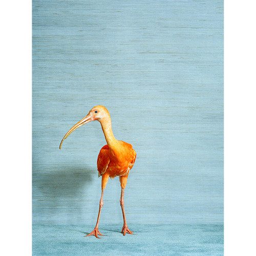Ibis On Blue Stretched Canvas Wall Art