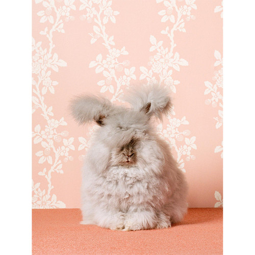 Bunny On Pink Stretched Canvas Wall Art
