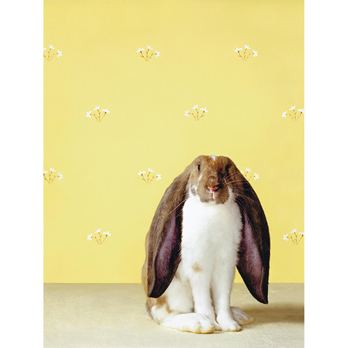 Floppy Ears On Yellow Stretched Canvas Wall Art