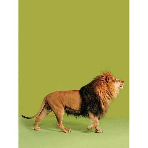 Lion on Green Stretched Canvas Wall Art