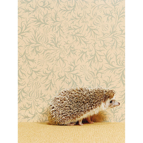 Hedgehog On Soft Yellow Stretched Canvas Wall Art