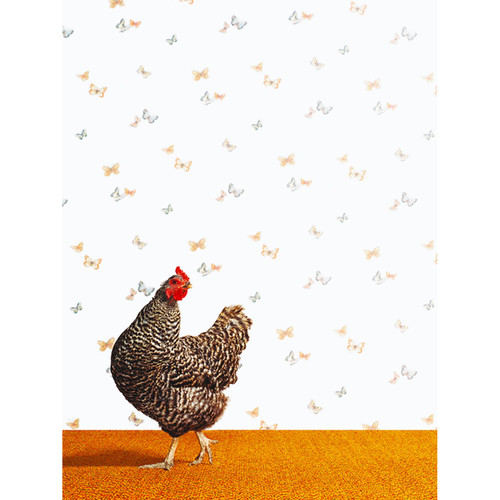 Chicken With Butterflies Stretched Canvas Wall Art