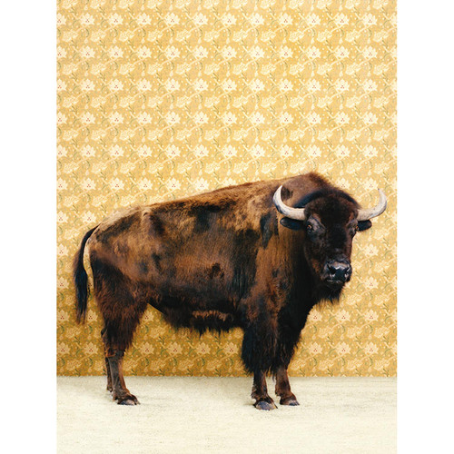 Bison On Yellow Stretched Canvas Wall Art