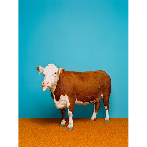 Cow On Bright Blue Stretched Canvas Wall Art