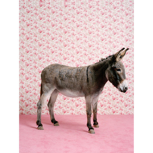 Donkey On Pink Stretched Canvas Wall Art