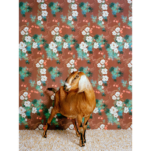 Goat On Floral Pattern Stretched Canvas Wall Art