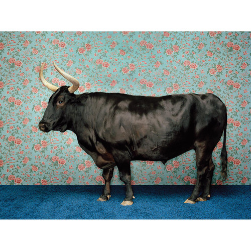 Bull On Blue Stretched Canvas Wall Art