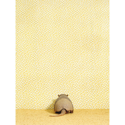 Armadillo On Yellow Stretched Canvas Wall Art