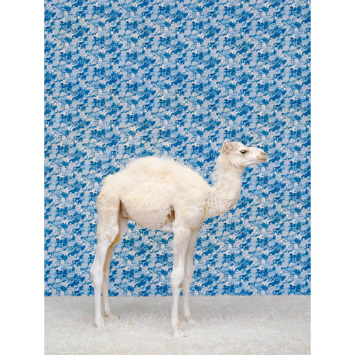 Camel On Blue Stretched Canvas Wall Art
