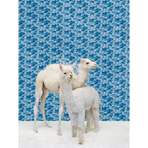 Camel and Llama on Blue Stretched Canvas Wall Art