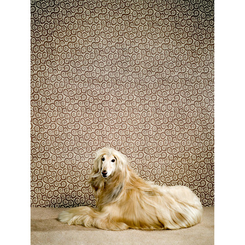 Dog Collection - Afghan Hound Stretched Canvas Wall Art