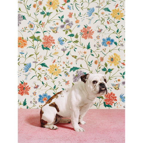 Dog Collection - Bulldog Stretched Canvas Wall Art