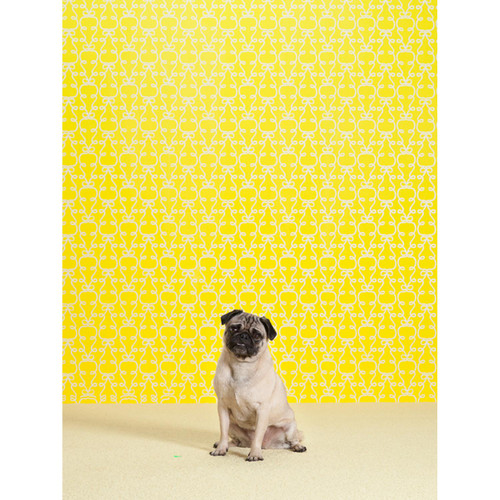 Dog Collection - Noodles Stretched Canvas Wall Art