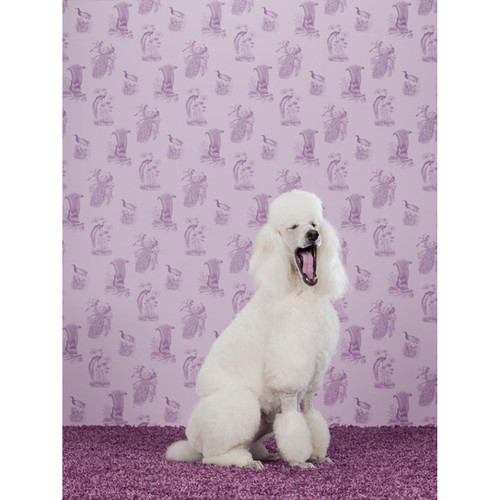 Dog Collection - Poodle Stretched Canvas Wall Art