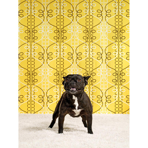 Dog Collection - Sofi The Bulldog Stretched Canvas Wall Art