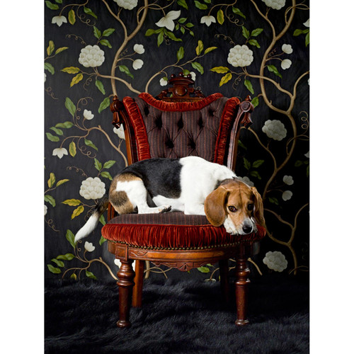 Dog Collection - Beagle On Chair Stretched Canvas Wall Art