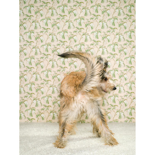 Dog Collection - Tail Wag Stretched Canvas Wall Art